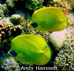 A pair of masked Butterfly fish, together for life.
Tobi... by Andy Hamnett 
